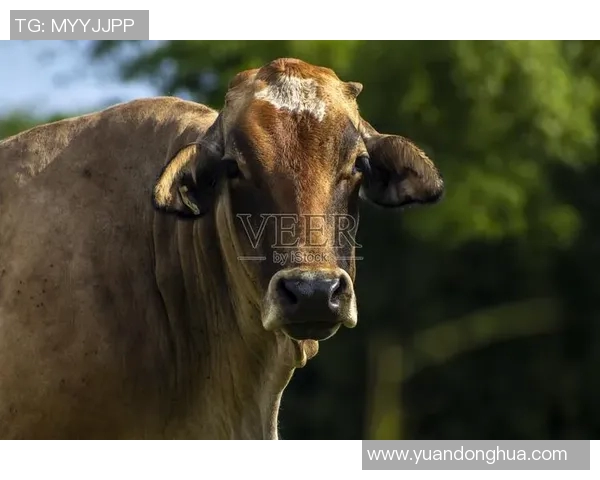 伊图阿诺与巴西公牛的精彩对决分析与赛后点评